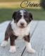 Aussie Poo Puppies for sale in Lake City, MN 55041, USA. price: NA