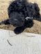 Aussie Poo Puppies for sale in 3598 Chasewood Dr SW, Huntsville, AL 35805, USA. price: NA