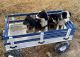 Aussie Poo Puppies for sale in 11340 W 700 S, Millersburg, IN 46543, USA. price: NA