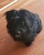 Aussie Poo Puppies for sale in Wesley Chapel, FL, USA. price: NA