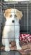 Aussie Poo Puppies for sale in Northville, MI 48168, USA. price: $2,200