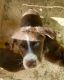 Aussie Poo Puppies for sale in Salisbury, NC, USA. price: $900