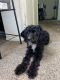 Aussie Poo Puppies for sale in Columbus, OH, USA. price: NA