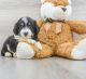 Aussie Poo Puppies for sale in New Castle County, DE, USA. price: NA
