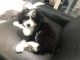 Aussie Poo Puppies for sale in 3711 Everhard Rd NW, Canton, OH 44709, USA. price: NA