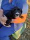 Aussie Poo Puppies for sale in Princeton, MO 64673, USA. price: NA