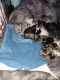 Aussie Poo Puppies for sale in Caldwell, ID 83607, USA. price: $200