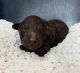 Aussie Poo Puppies for sale in Vernon, TX 76384, USA. price: NA