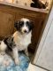 Aussie Poo Puppies for sale in Finlayson, MN 55735, USA. price: NA