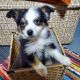Aussie Poo Puppies for sale in Independence, MO 64055, USA. price: $550