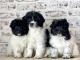 Aussie Poo Puppies for sale in Rigby, ID 83442, USA. price: $500