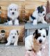 Aussie Poo Puppies for sale in Salem, MO 65560, USA. price: NA
