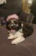 Aussie Poo Puppies for sale in Monroe, MI, USA. price: $700