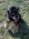 Aussie Poo Puppies for sale in Cleveland, OH, USA. price: NA