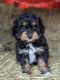 Aussie Poo Puppies for sale in Louisa, VA 23093, USA. price: $1,200