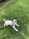 Aussie Poo Puppies for sale in El Monte, CA 91732, USA. price: NA