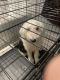 Aussie Poo Puppies for sale in 400 Florida Ave NE, Washington, DC 20002, USA. price: $850