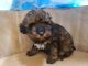 Aussie Poo Puppies for sale in Alliance, NE 69301, USA. price: $650