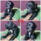 Aussie Poo Puppies for sale in Oacoma, SD, USA. price: NA