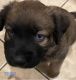 Aussie Poo Puppies for sale in Orlando, FL, USA. price: NA