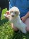 Aussie Poo Puppies for sale in Quincy, OH 43343, USA. price: NA