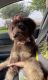 Aussie Poo Puppies for sale in Mesquite, TX 75150, USA. price: NA