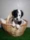 Aussie Poo Puppies for sale in Henderson, NV 89011, USA. price: $1,100