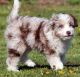 Aussie Poo Puppies for sale in New York, NY, USA. price: NA