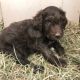 Aussie Poo Puppies for sale in Canton, OH, USA. price: NA