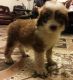 Aussie Poo Puppies for sale in Dayton, OH, USA. price: NA