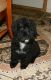 Aussie Poo Puppies for sale in Dayton, OH, USA. price: NA