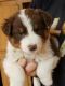 Aussie Poo Puppies for sale in Jacksonville, FL, USA. price: NA