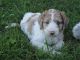 Aussie Poo Puppies for sale in Owingsville, KY 40360, USA. price: $1,000