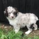 Aussie Poo Puppies for sale in Canton, OH, USA. price: NA