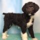 Aussie Poo Puppies for sale in North Canton, OH, USA. price: NA