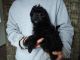 Aussie Poo Puppies for sale in Fredericksburg, OH 44627, USA. price: NA