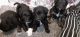 Aussie Poo Puppies for sale in South Boston, VA 24592, USA. price: $1,500