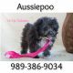 Aussie Poo Puppies for sale in Clare, MI 48617, USA. price: NA