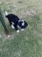 Aussie Poo Puppies for sale in Starkville, MS 39759, USA. price: NA