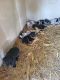 Austrailian Blue Heeler Puppies for sale in Colesburg, IA 52035, USA. price: NA