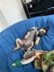 Austrailian Blue Heeler Puppies for sale in Dundalk, MD, USA. price: NA