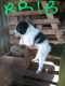 Austrailian Blue Heeler Puppies for sale in Pawnee City, NE 68420, USA. price: $300