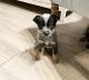 Austrailian Blue Heeler Puppies for sale in N Lois Ave, Tampa, FL 33609, USA. price: $900