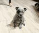 Austrailian Blue Heeler Puppies for sale in N Lois Ave, Tampa, FL 33609, USA. price: NA