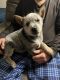 Austrailian Blue Heeler Puppies for sale in Indian Hills, CO, USA. price: $500