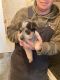 Austrailian Blue Heeler Puppies for sale in Cave City, KY 42127, USA. price: NA