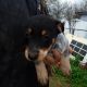 Austrailian Blue Heeler Puppies for sale in Magee, MS, USA. price: $200