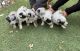 Austrailian Blue Heeler Puppies for sale in El Paso, TX, USA. price: NA