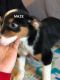 Austrailian Blue Heeler Puppies for sale in Norfolk, VA, USA. price: $800