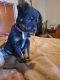 Austrailian Blue Heeler Puppies for sale in Selma, IN 47383, USA. price: $300